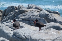 Ces oiseaux marins inspectent scrupuleusement chaque rocher de la plage