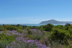 Un avant goût du spectacle extraordinaire de ce que peut être la saison des fleurs dans le Namaqualand