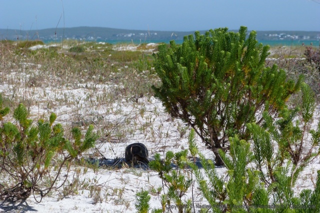 Même les tortues cherchent l'ombre à cette heure de la journée