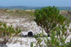 Même les tortues cherchent l'ombre à cette heure de la journée