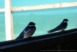 De sympathiques hirondelles viennent nous rendre visite dans notre observatoire
