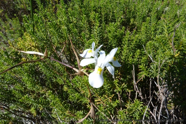 Une superbe fleur, peut-être une orchidée, résiste à la saison sèche