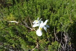 Une superbe fleur, peut-être une orchidée, résiste à la saison sèche