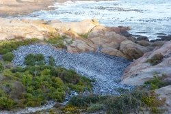 Des montagnes de coquilles de moules s'amoncellent entre les rochers