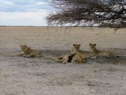 afs_2008_1113(032)