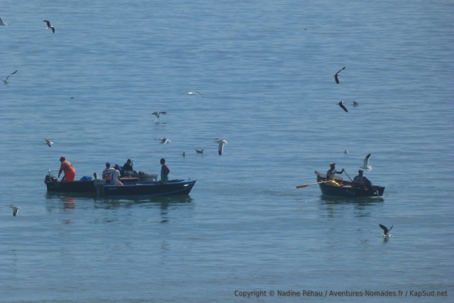 Pêcheurs de Paternoster en pleine action