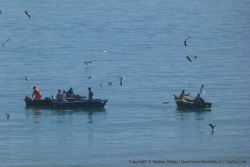 Pêcheurs de Paternoster en pleine action