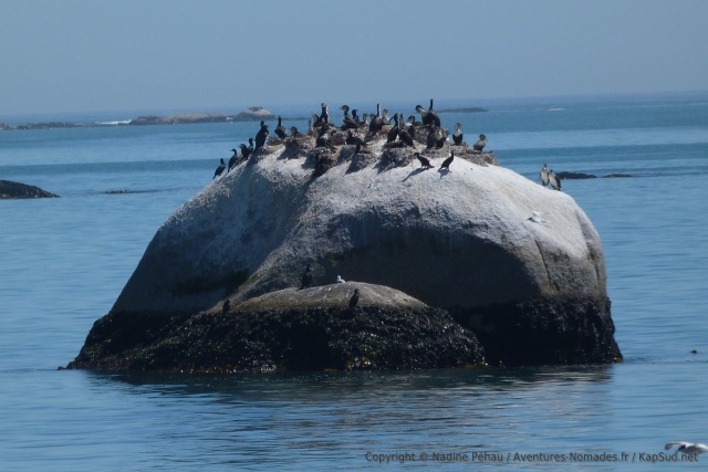 L'eau très poissonneuse de la côte attire aussi beaucoup d'oiseaux marins