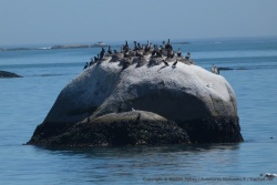 L'eau très poissonneuse de la côte attire aussi beaucoup d'oiseaux marins