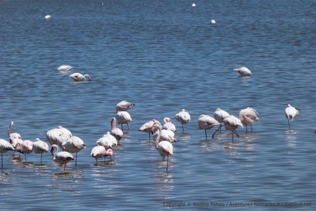 Flamants rosestoujours aussi gracieux