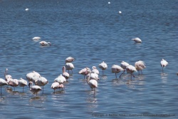 Flamants rosestoujours aussi gracieux