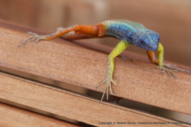 Un petit lézard multi-colore 