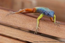 Un petit lézard multi-colore 