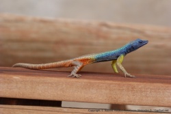 On dirait vraiment que ce lézard a été peint à la main