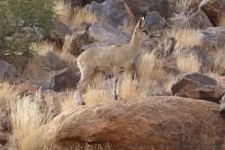 Une petite antilope des rochers monte la garde