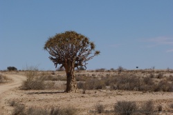 Superbe représentant du Quivertree, l'arbre à carquois, emblématique de cette région d'Afrique