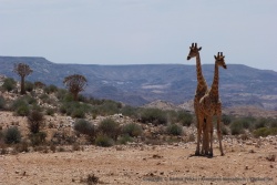 Silhouettes élégantes des girafes et des quivertrees