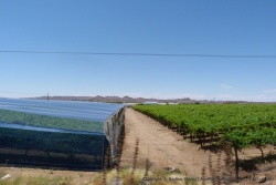 Grâce à l'irrigation, tout semble pouvoir pousser, même la vigne