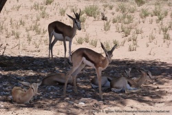 de jeunes impalas eux aussi accablés par la chaleur