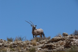 Oryx faisant le guet