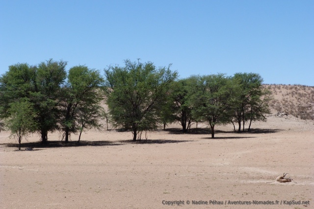 Une carcasse récente d'impala git au milieu de la rivière