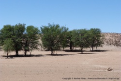 Une carcasse récente d'impala git au milieu de la rivière