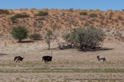 Autruches et oryx sont parfaitement adaptés au climat désertique