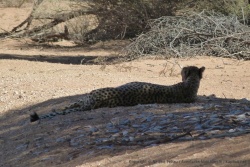 Nous avons retrouvé notre guépard chasseur de ce matin