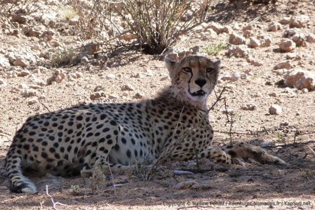Enfin, notre guépard nous accorde un peu de son attention