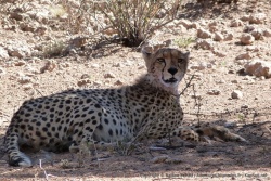 Enfin, notre guépard nous accorde un peu de son attention