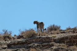 Le guépard a décidé de prendre le large