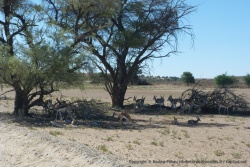 Dans l'apiès-midi, tous les animaux recherchent désespérément de l'ombre