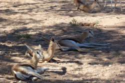 Ces jeunes impalas semblent vraiment abattus par tant de chaleur