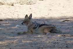 Souvent les animaux se vautrent sur le sable resté à l'ombre qui est plus frais