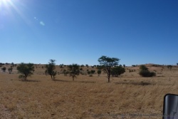 Le désert du Kalahari a quand même un peu de végétation