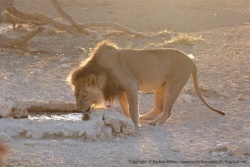 Lion venant s'abreuver au petit matin