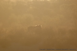 Au loin, la silhouette du lion s'estompe peu à peu