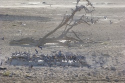 Un groupe d'oiseaux prend d'assaut le petit point d'eau