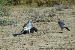 Scène inattendue, un couple de faucons avec un ratel