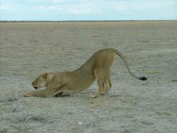 afs_2008_1113(032)