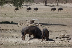 Gnous et autres herbivores broutent non loin du point d'eau