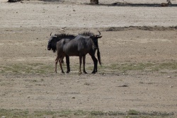 Il faut savoir s'organiser pour survivre dans la savane