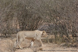 Une lions cherche un abri dans les buissons