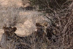 Les lions bien installés à l'ombre, attendent tranquillement que les proies arrivent