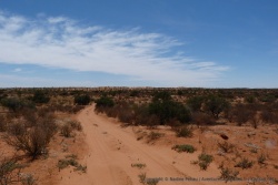 Les dunes du Kalahari côté Botswana sont aussi rouges que celles côté Afrique du Sud