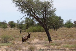 Un bubale très attaché à son arbre