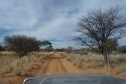 Les pistes du Kalahari dans toute leur splendeur