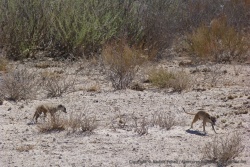 On tombe nez à nez avec des suricates en maraude