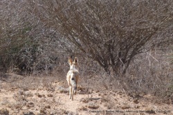 Un chacal détale à notre arrivée