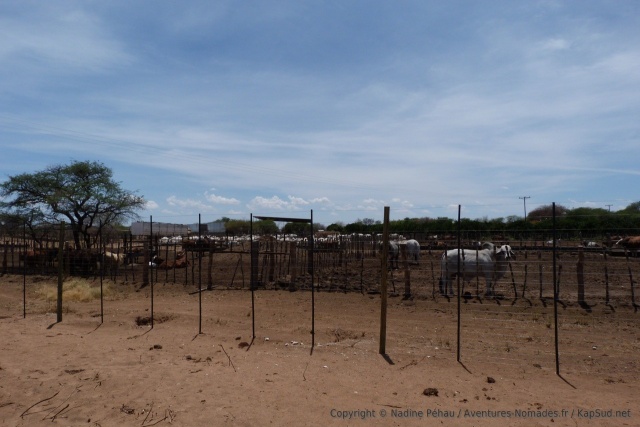 On a du mal à y croire mais une des principales activités du Botswana est l'élevage du bétail